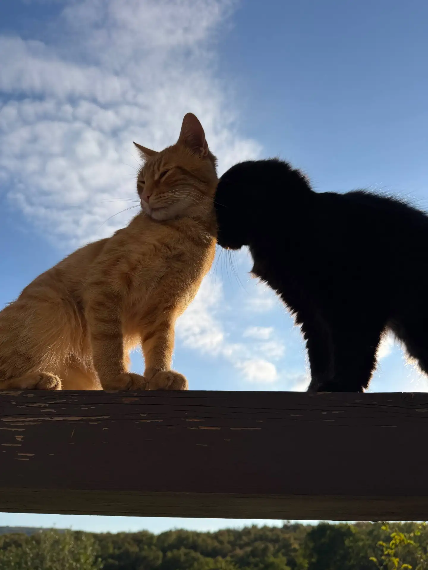 Это так красиво, что почти совершенно. Кошки это что то на волшебном ❤️