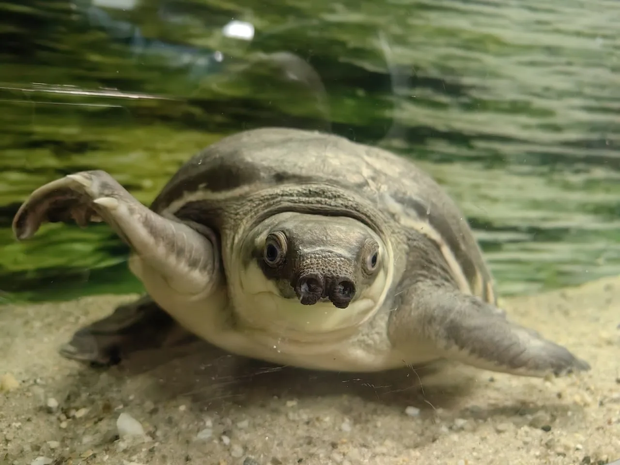 С днем черепахи! Парочка событий там 23 мая ⬇️  Показательное кормление водных черепах 🗓13:00 📍Павил