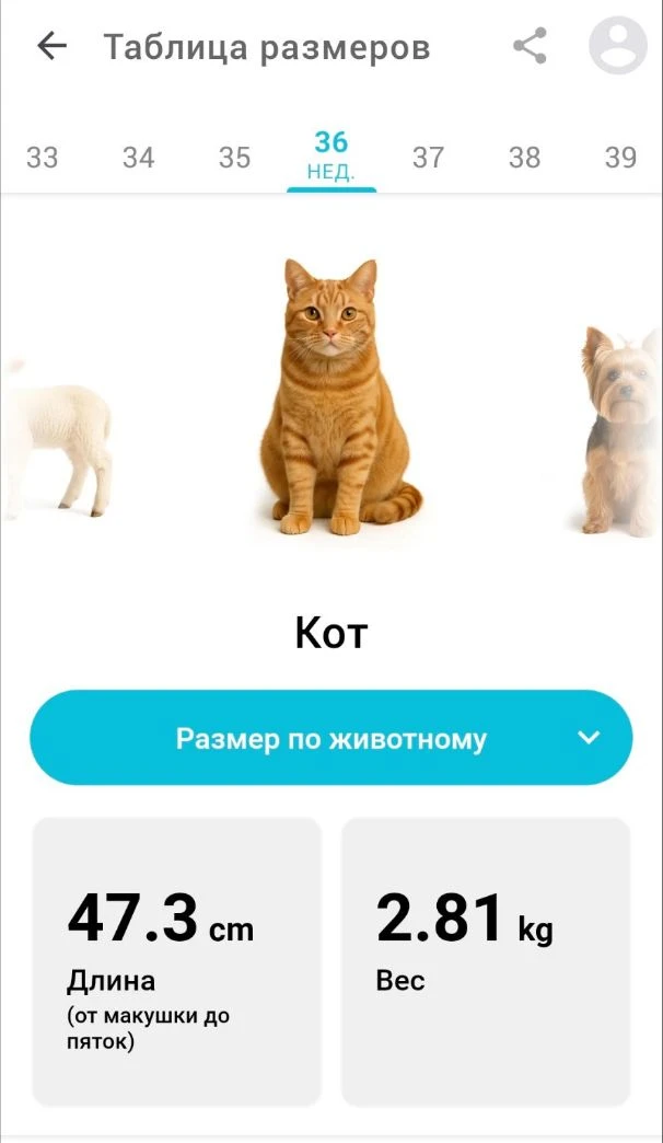 Кошечка сидит😅