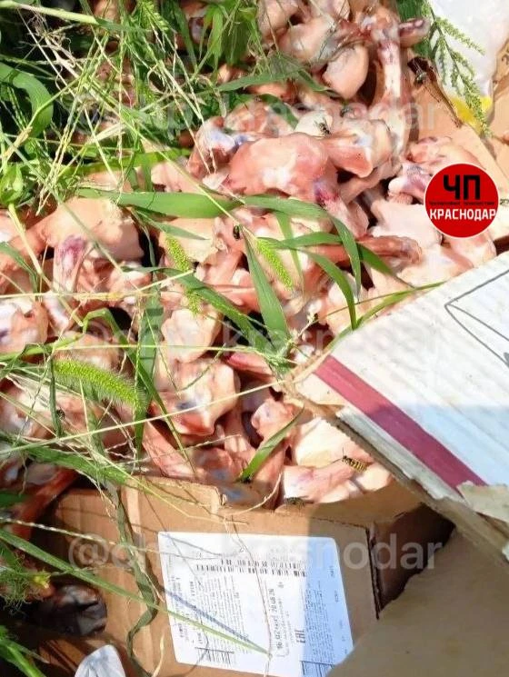 🤢 Жители Краснодара жалуются на мешки с гниющим мясом у домов.