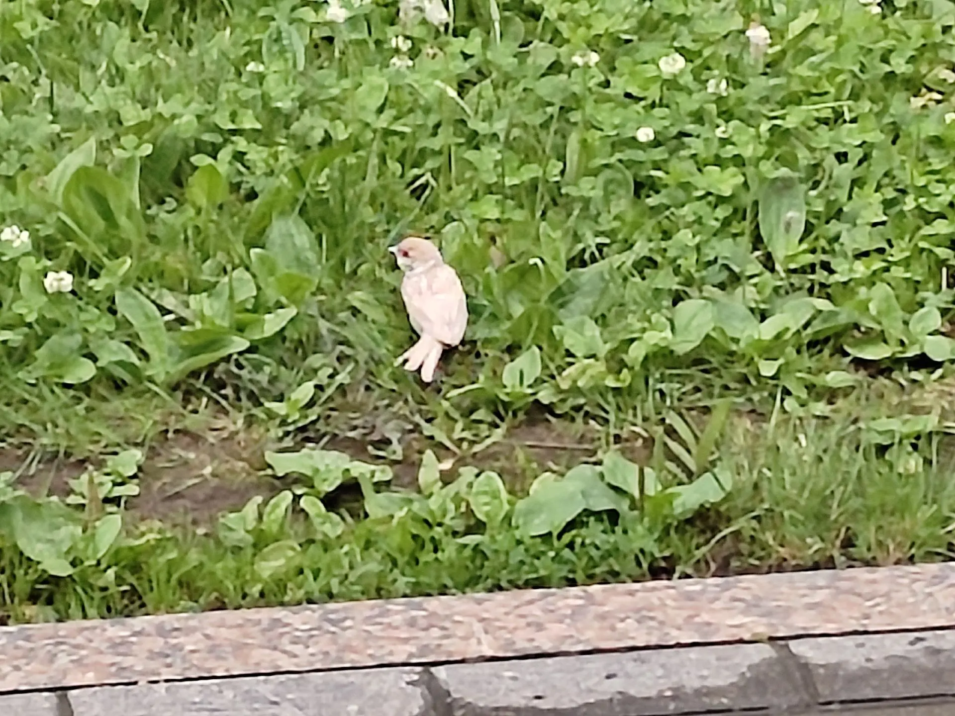 Наша подписчица Юлия из Тюмени поймала удачу за хвост! 🐦 Ей посчастливилось встретить ...