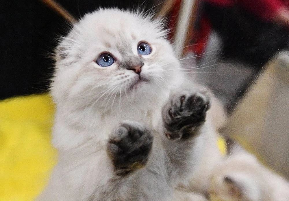 🐱 Пушистые друзья ждут ребят на «КоШарики-Шоу» — более 25 пород котят и щенков 26 июля

С 11:00 до 