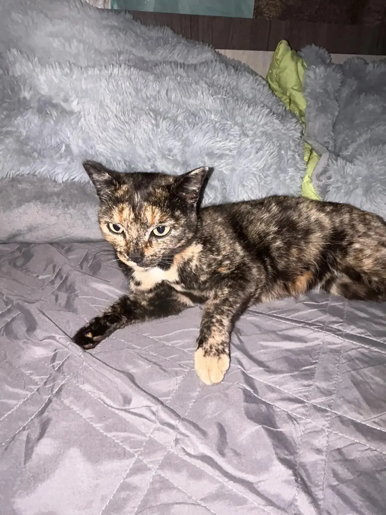 🐱 Моя Кысенка!