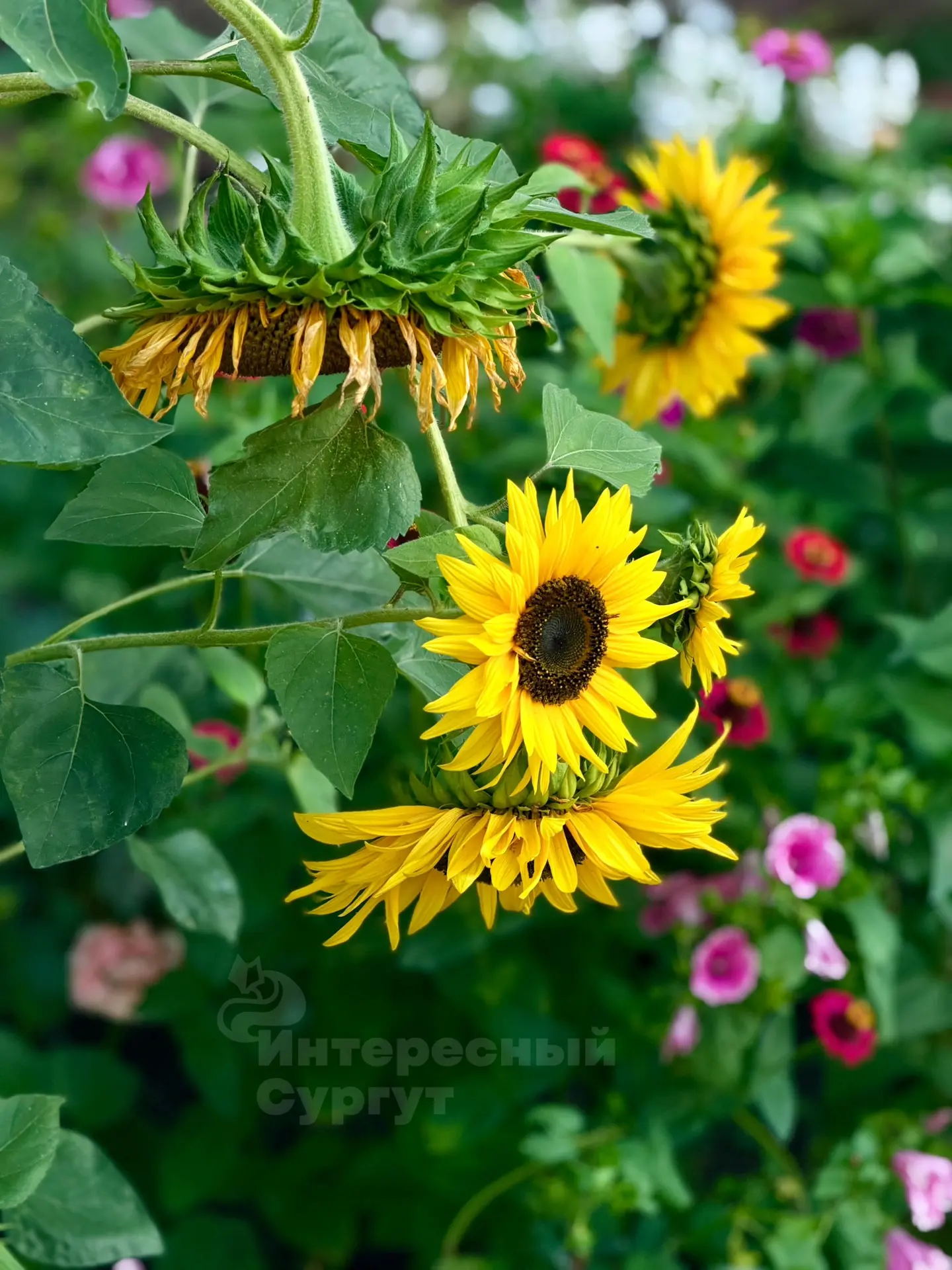 Последние мгновения уходящего лета 🍀