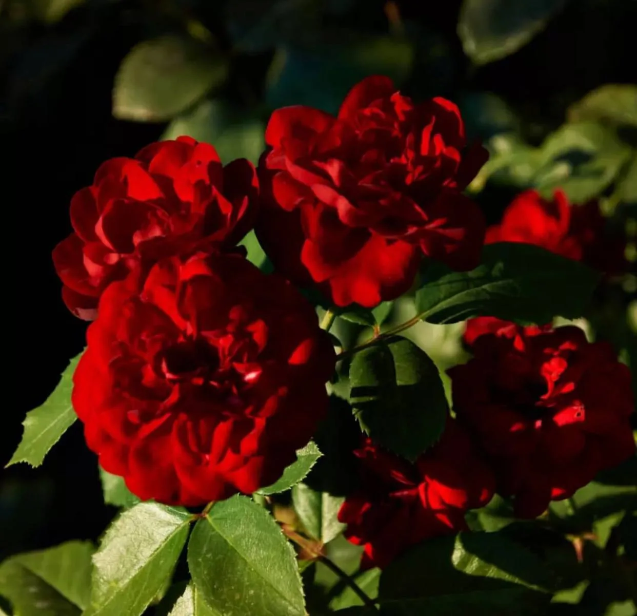 Осенние розы 🌹 Хочется насмотреться вдоволь перед холодами...
