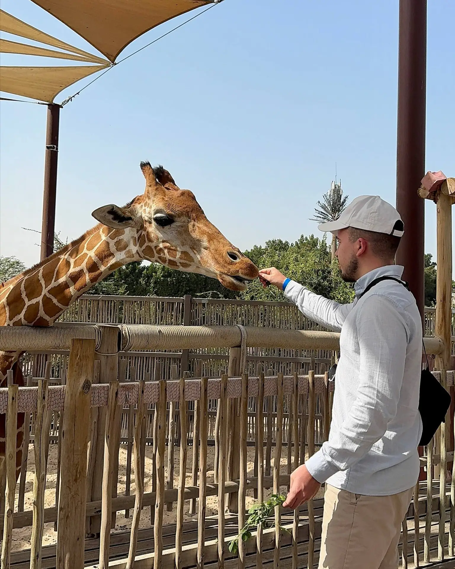 🦒 В ближайшее время в Казань привезут жирафов, которые будут жить в зооботсаду
