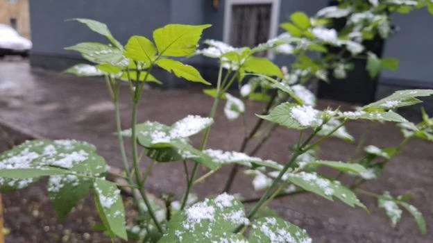 ❄️ В Самарскую область придут заморозки и мокрый снег в начале октября.