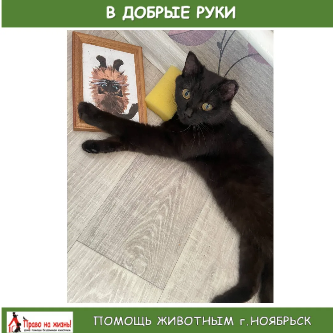 Ласковая девочка,брала на передержку ,к сожалению больше не можем ее оставлять у себя (...
