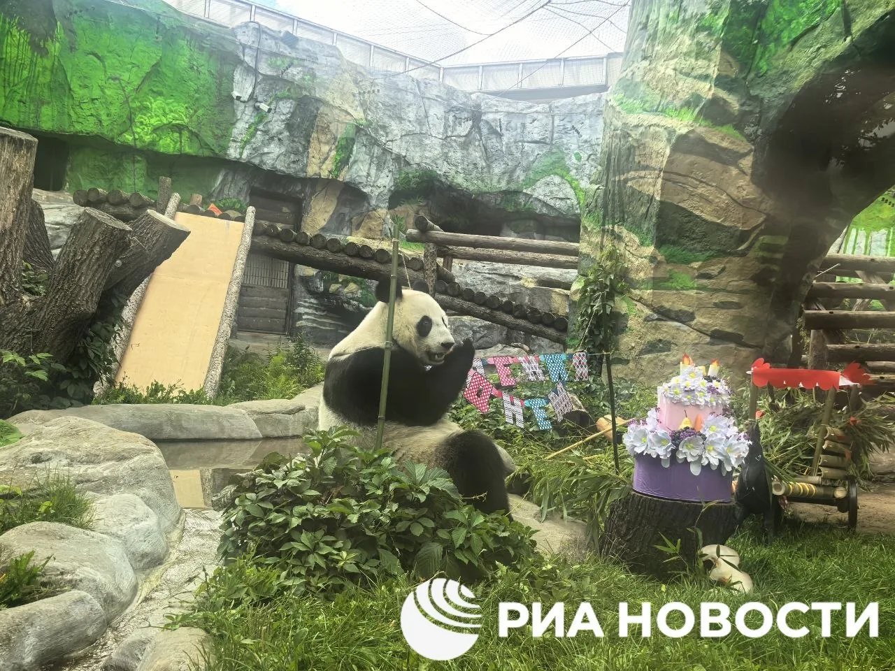 🎂 Знаменитая панда Катюша отмечает день рождения