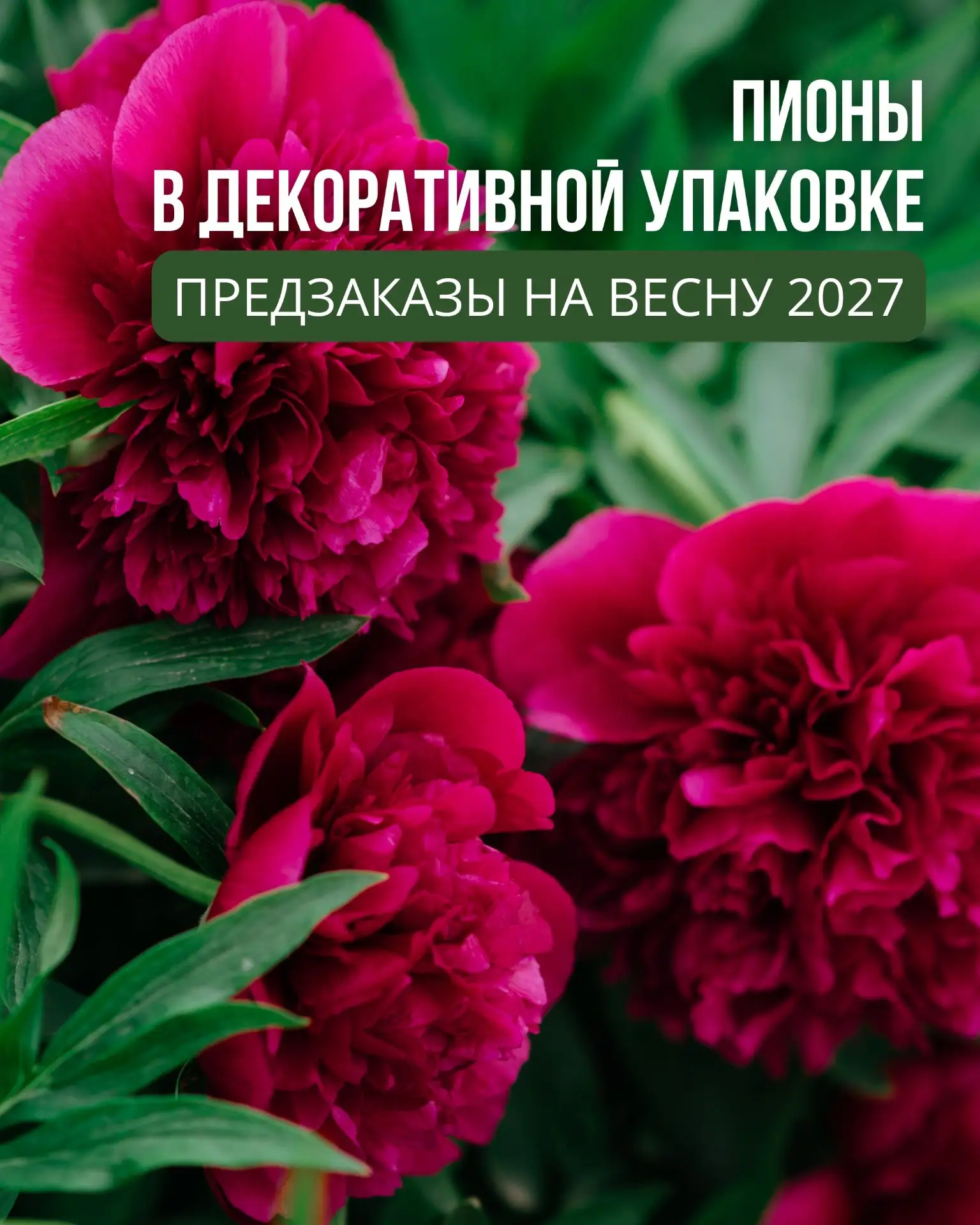 Пионы в декоративной упаковке! Весна 2027!