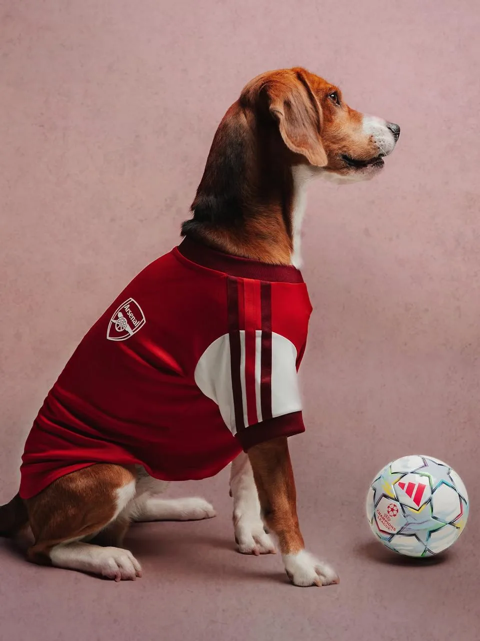 Начинаем день с футбольной милоты 🐶