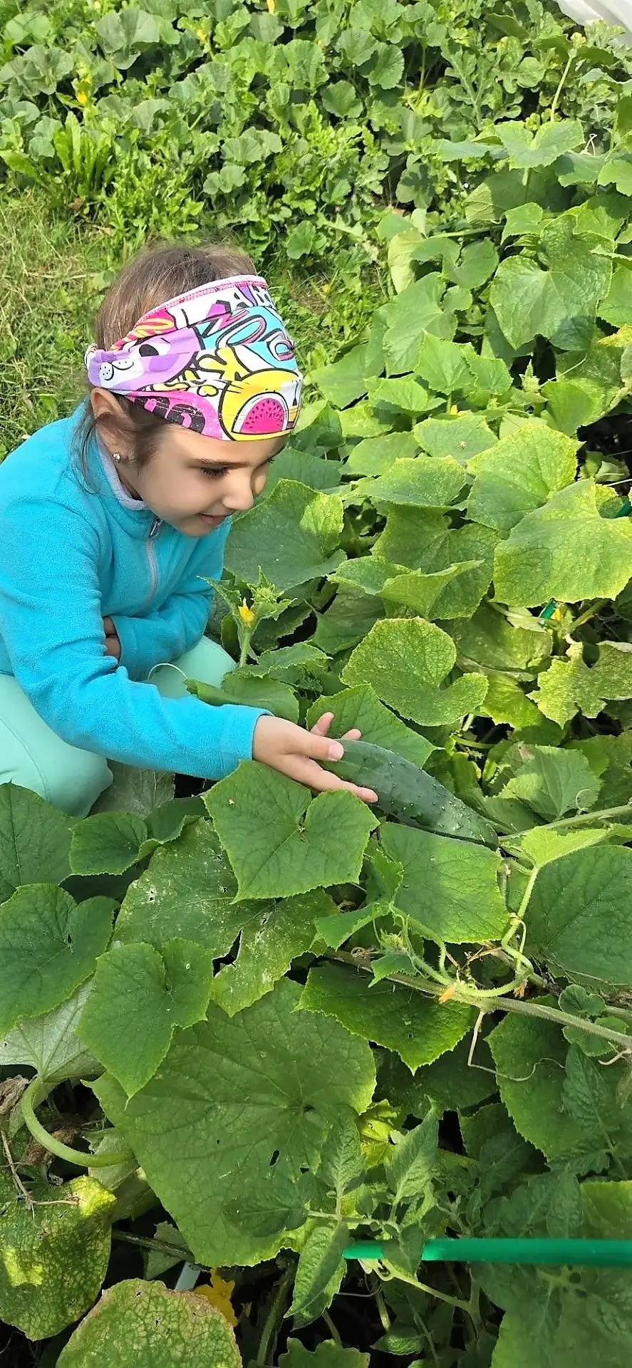 🧅🥬🥔 Урожай собран!