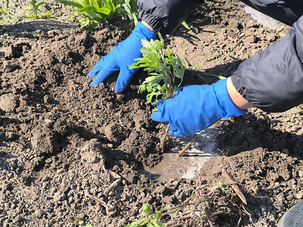 Мир! Труд! Май!🕊️☀️🌱 В преддверии праздника Весны и Труда сотрудники «Знаменского СДК» организовали 