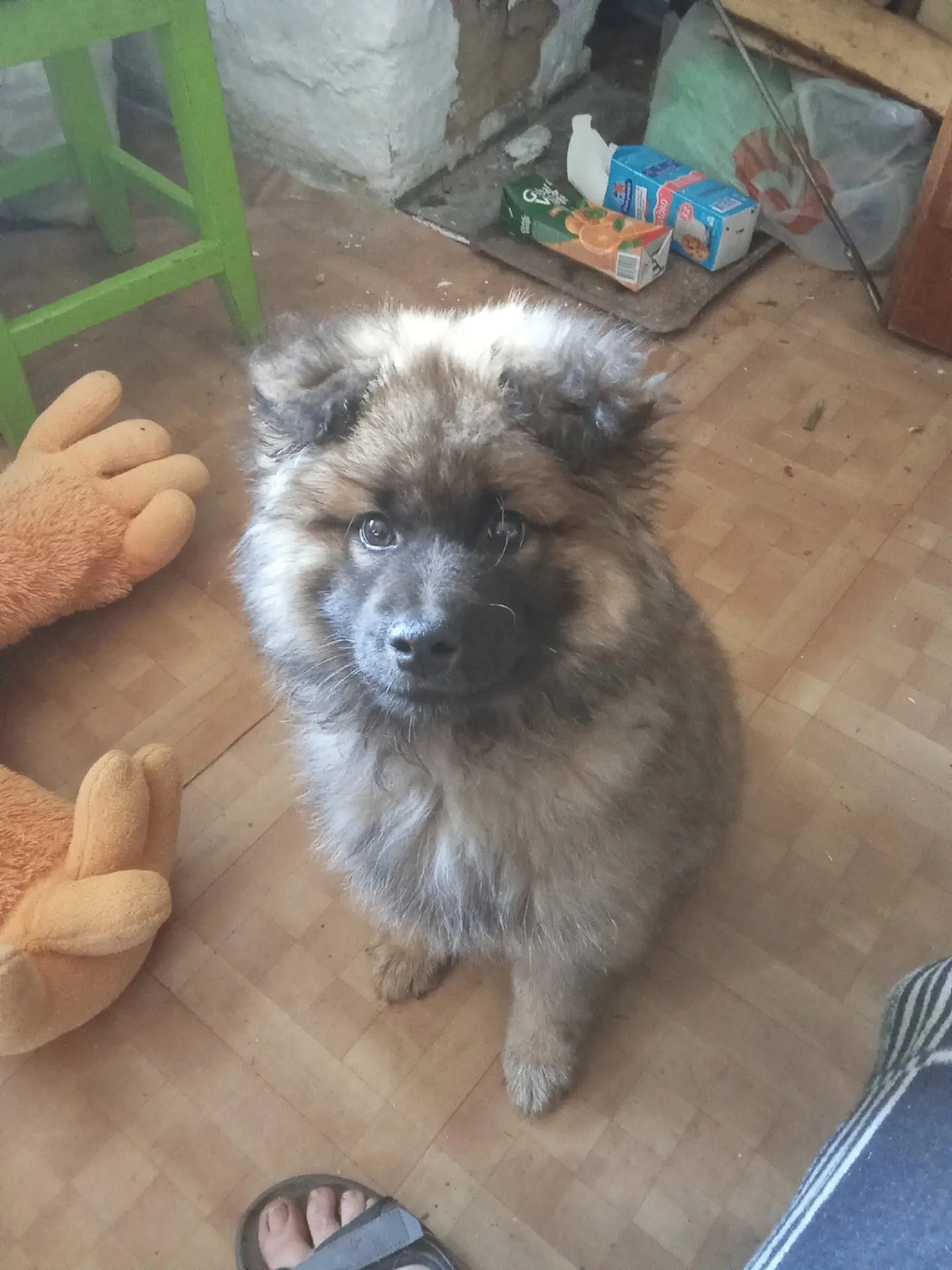 На дырносских дачах найден щенок, месяца три, кобель, худой и голодный, может кто то потерял, очень 