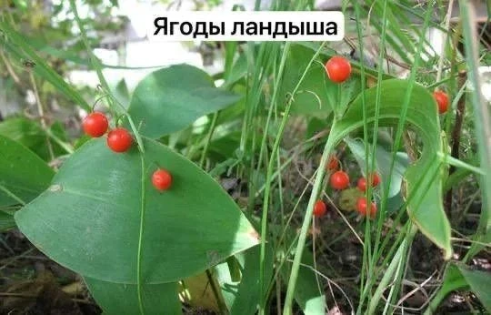 🤯 В Подмосковье созрели ядовитые ягоды, похожие на чернику и бруснику.