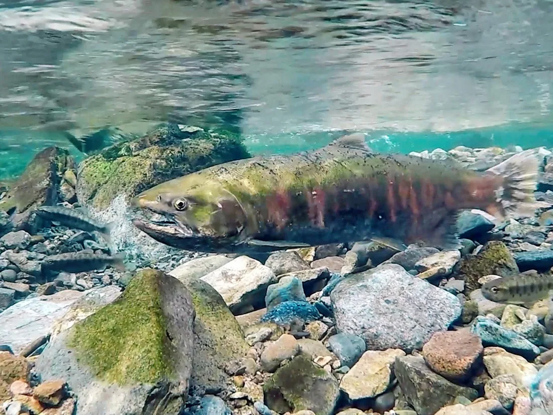 Защита нерестовых рек «Земли леопарда» впервые расширена до устьев 🐟