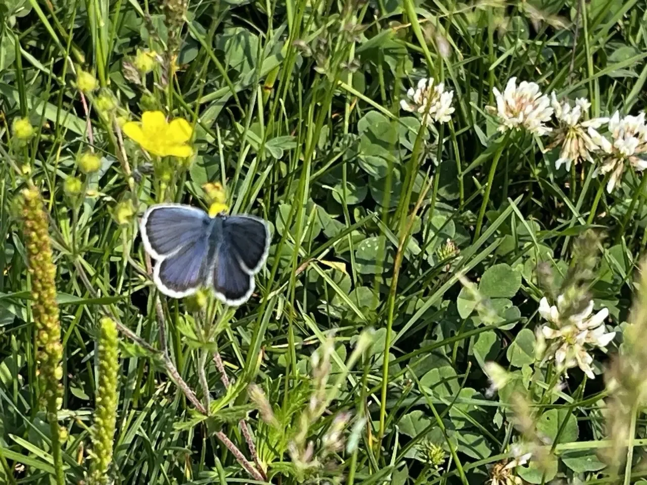 🦋 Голубянка Икар: небесная лазурь под защитой государства