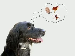 🐕Обработка собак от клещей! 


💥Профилактика от клещевой инфекции- пироплазмоза, является важным п