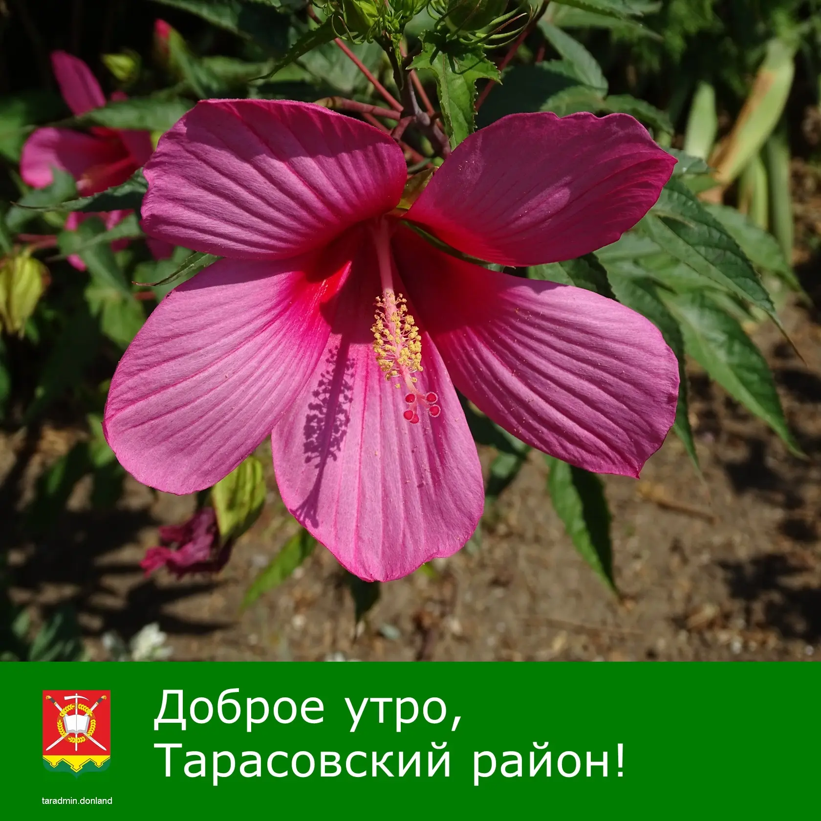 Доброе утро, уважаемые жители Тарасовского района!