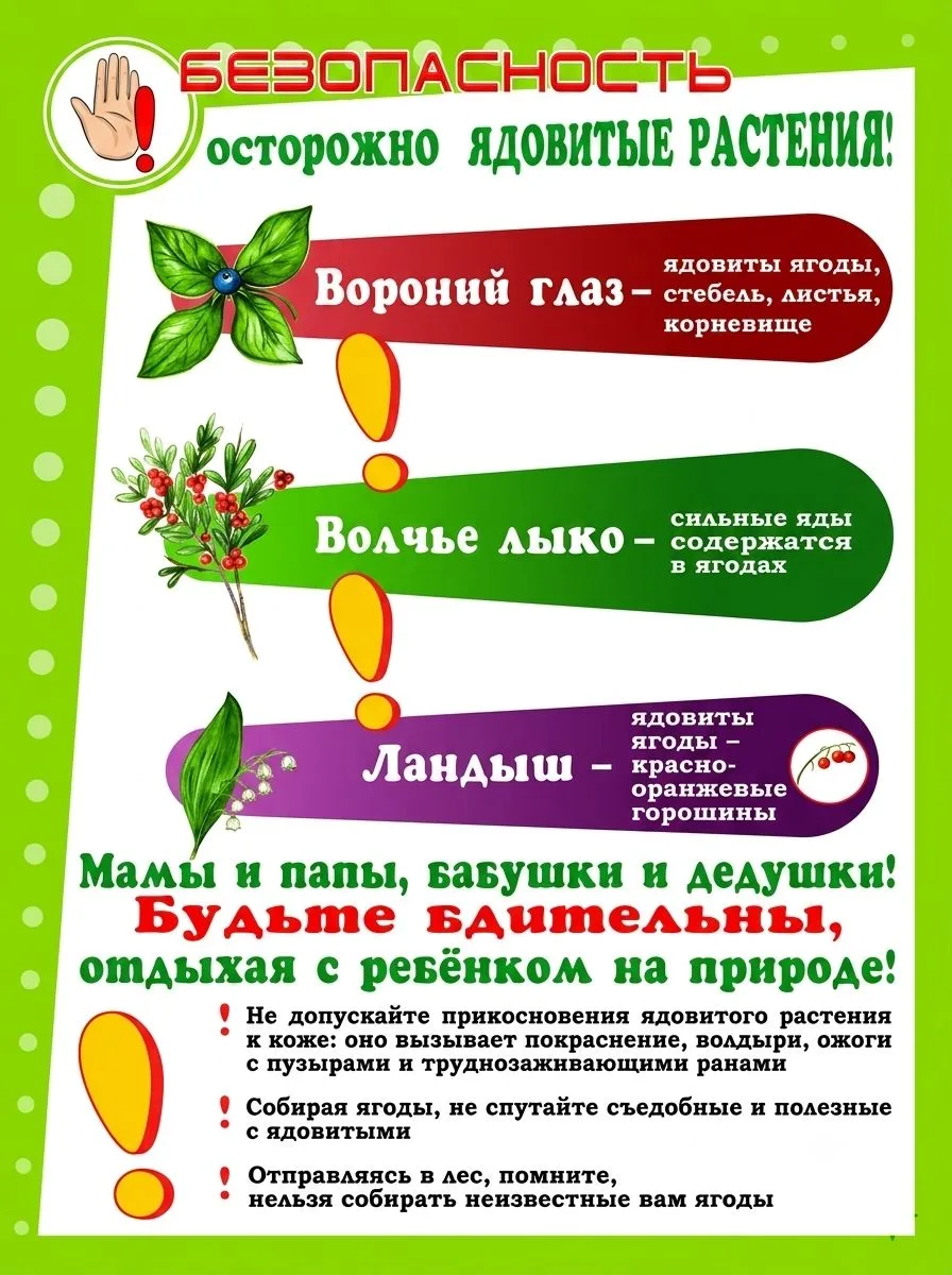 🌿🍓 Красиво — не значит безопасно: какие ягоды и растения нельзя трогать в лесу

Летняя прогулка по