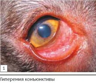 Что такое конъюнктивит