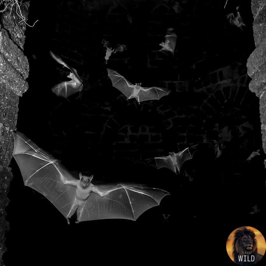 🦇 На снимке запечатлён массовый вылет крыланов (летучих лисиц) из руин исторического с...