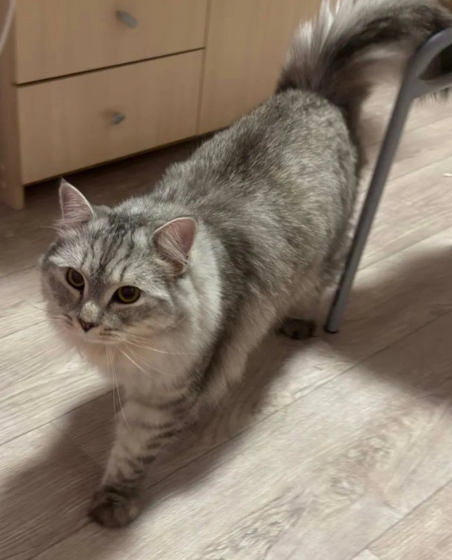 ПРОПАЛ КОТ!