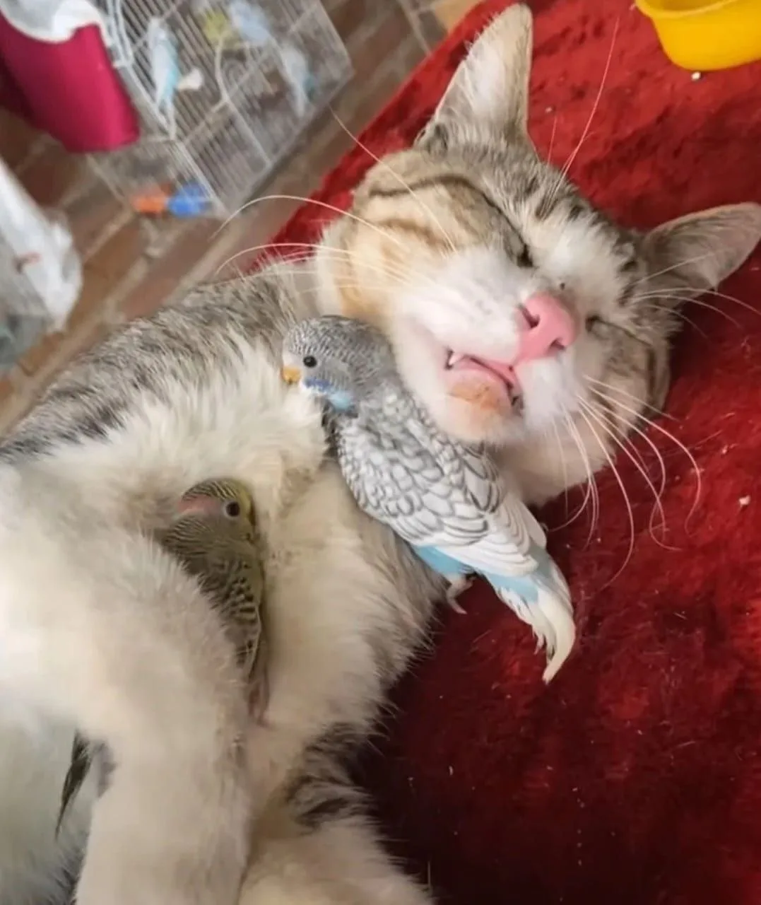 Tg   Красивые видеофоны😍