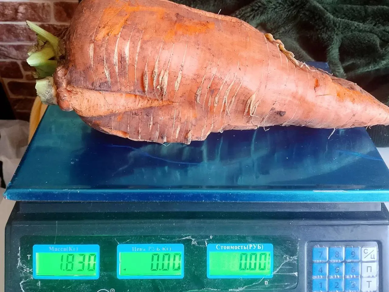 Жительница Становлянского округа вырастила морковь-гигант весом около двух килограммов.