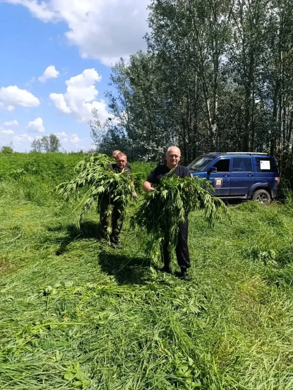 В Октябрьском районе уничтожили более тысячи кустов дикорастущей конопли. Общий вес рас...