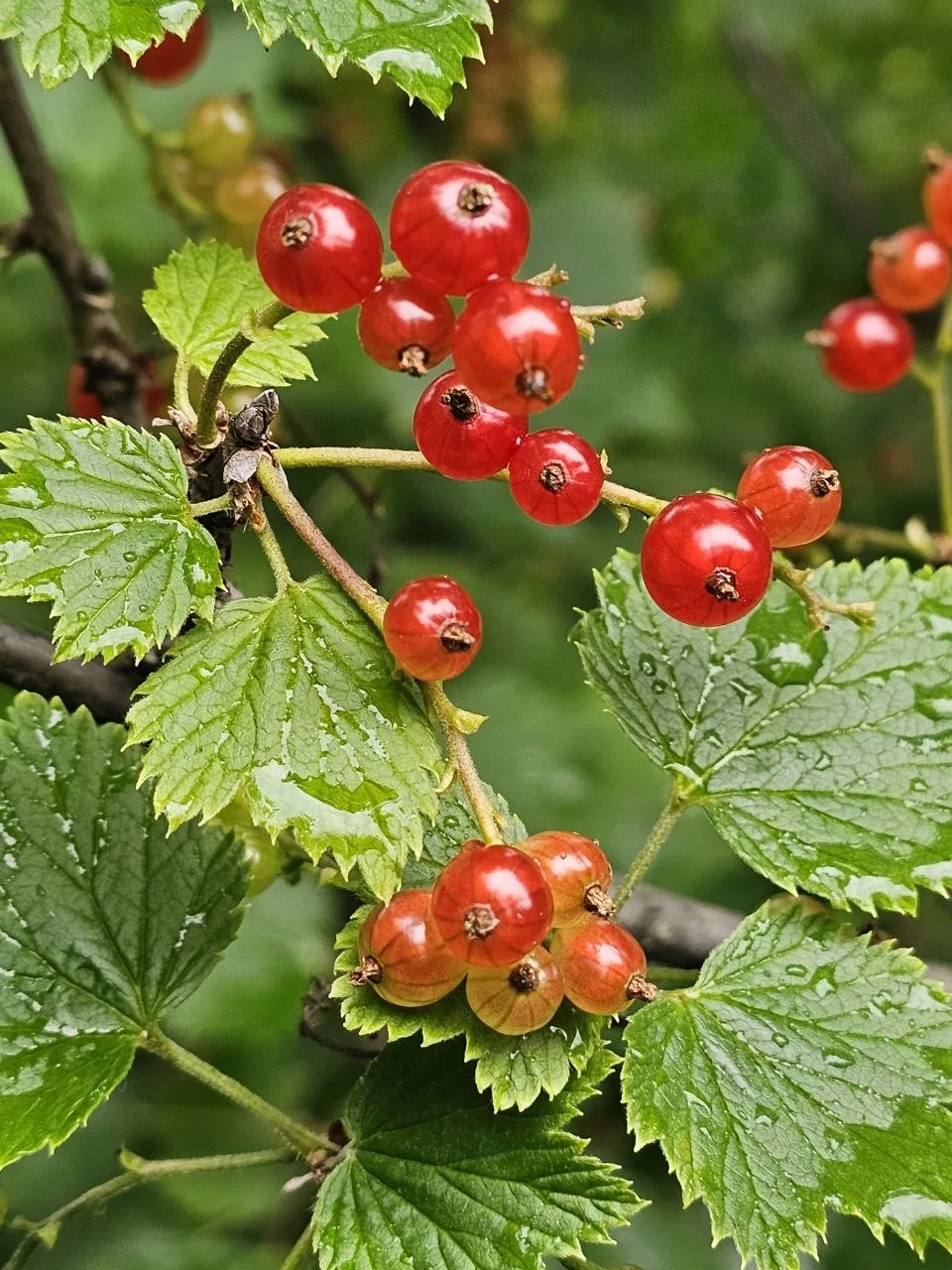 Знаем: вы, как и мы, скучали 🌿