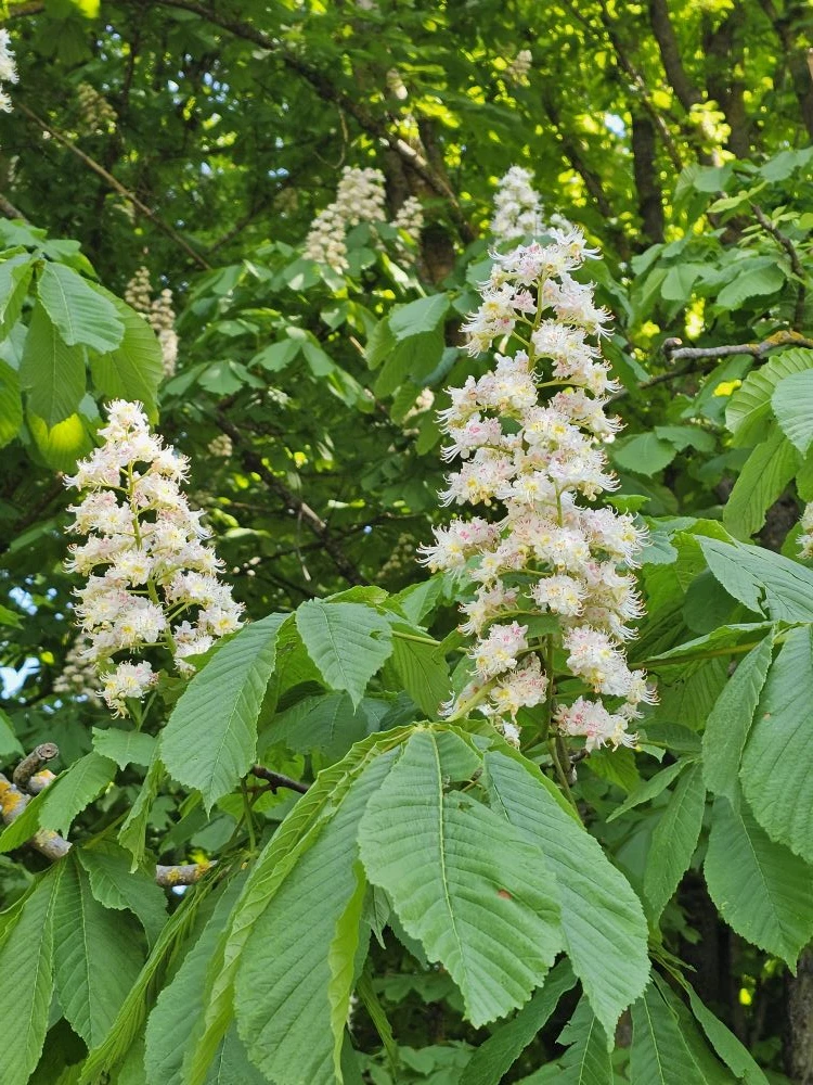 🌳 Каштаны в Комсомольском парке — во всей красе!  💮 Белые «свечи» на ветвях, лёгкий весенний ветерок