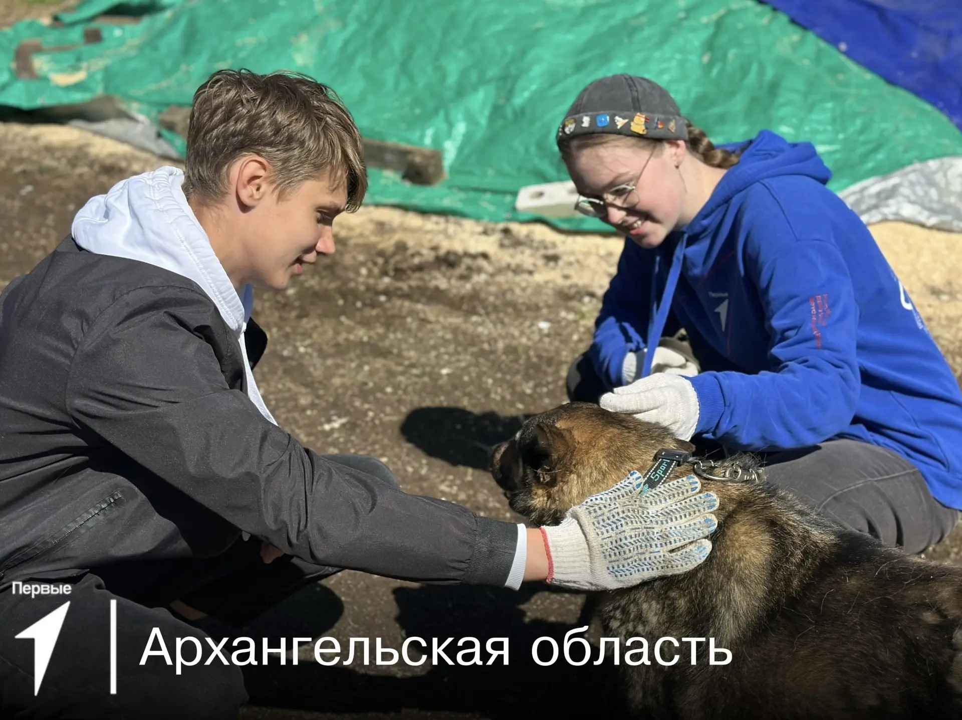 🐶 От пошива эко-игрушек до спасения собак в приютах от жары: рассказываем, какими добрыми делами бы