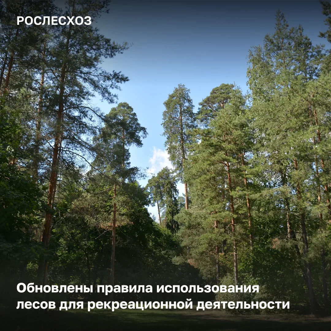 🟢 Обновленные правила определяют порядок использования лесных участков для рекреационн...