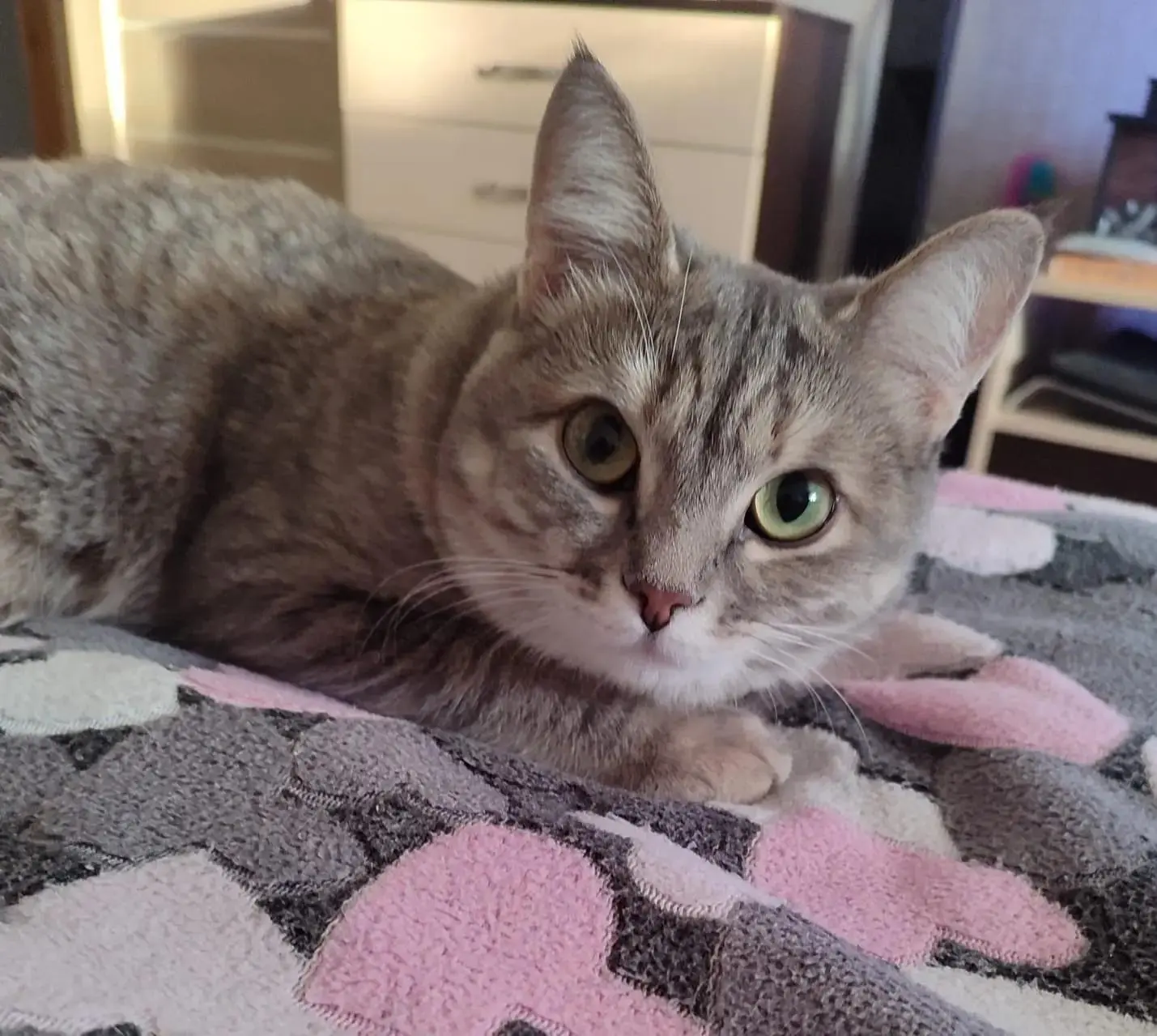 🐾💔 Синдром сироты или безграничное доверие? Трогательная тайна котенка Вайти.