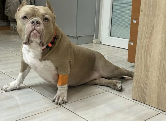 😥 Ваш любимец больше не хочет бегать и болезненно реагирует на прикосновения?