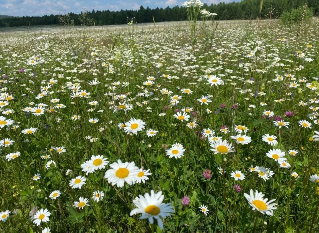 Тәмле җәй☀
Шәүкәт Галиев

Аланнарда — җиләк исе,
Басуларда — иген исе,
Җәйләүләрдә — сөт исе...
Тагы