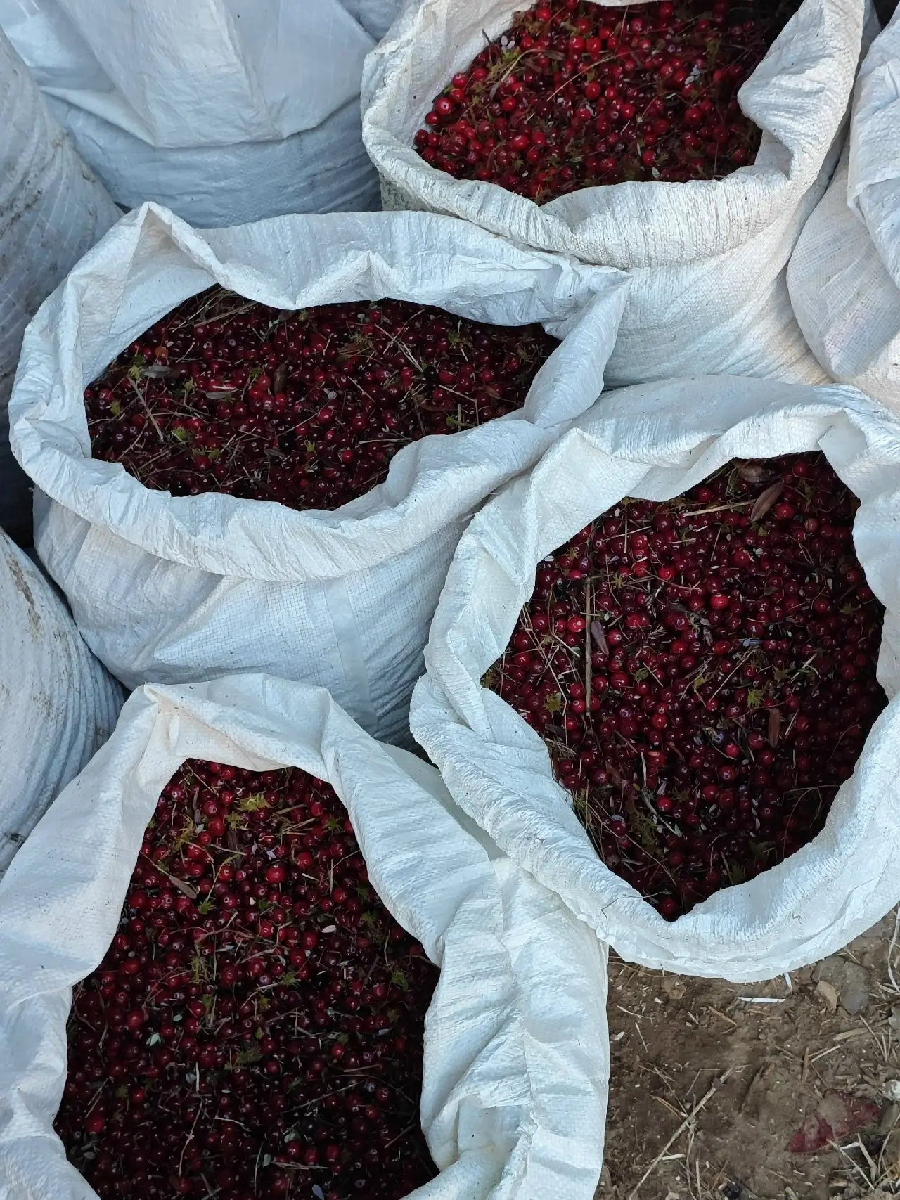Продам клюкву.