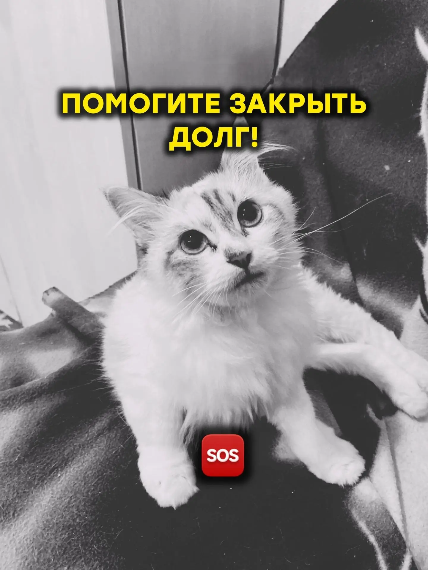 Друзья! Нам нужно максимально быстро погасить долг за Сонечку в сложившихся обстоятельс...