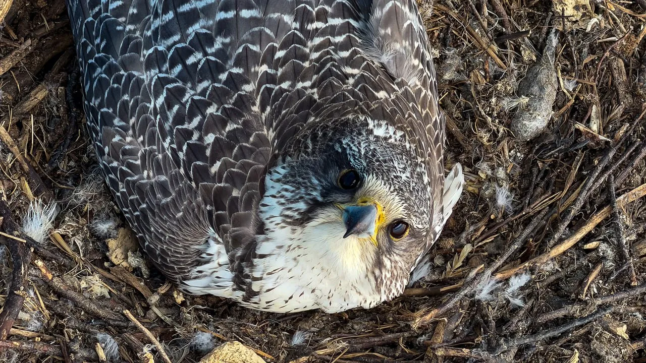 🦅 Кречеты облюбовали Ямал: в тундре нашли 14 гнёзд  Ямальские учёные завершили десятую экспедицию к 