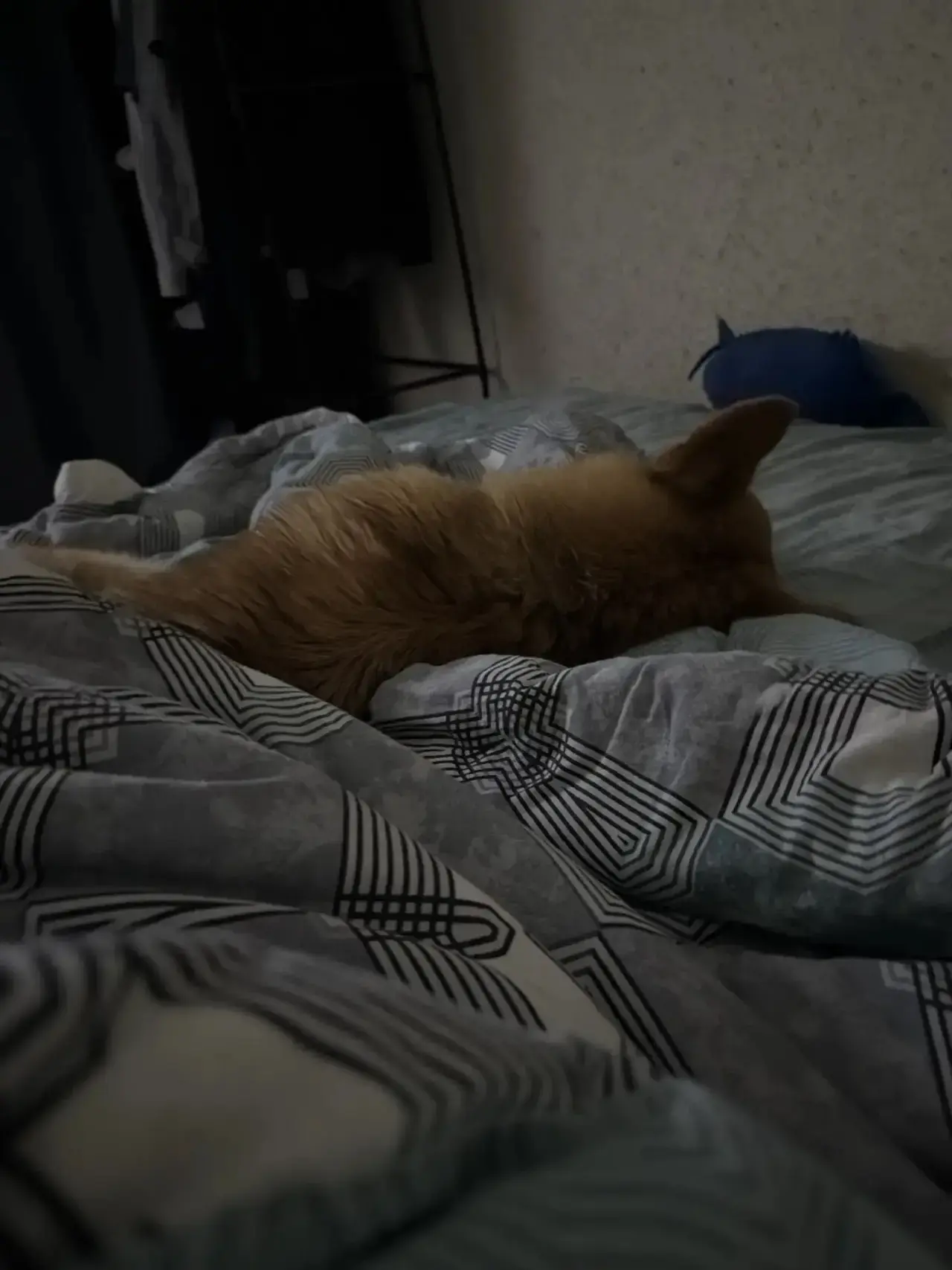 🐱 Привет, меня зовут Роник! 😎