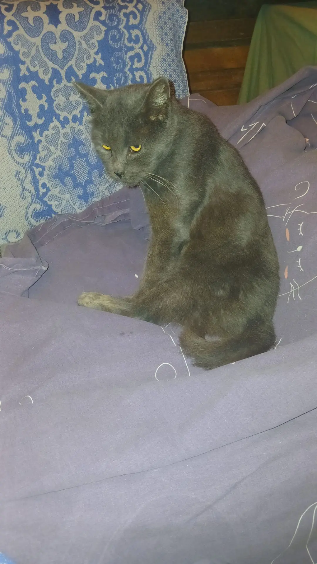🐾🐈ХВОСТАТЫЕ ХРОНИКИ СЕНТЯБРЯ🐈🐾
