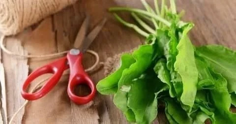 Щавель: польза для сердца и сосудов
