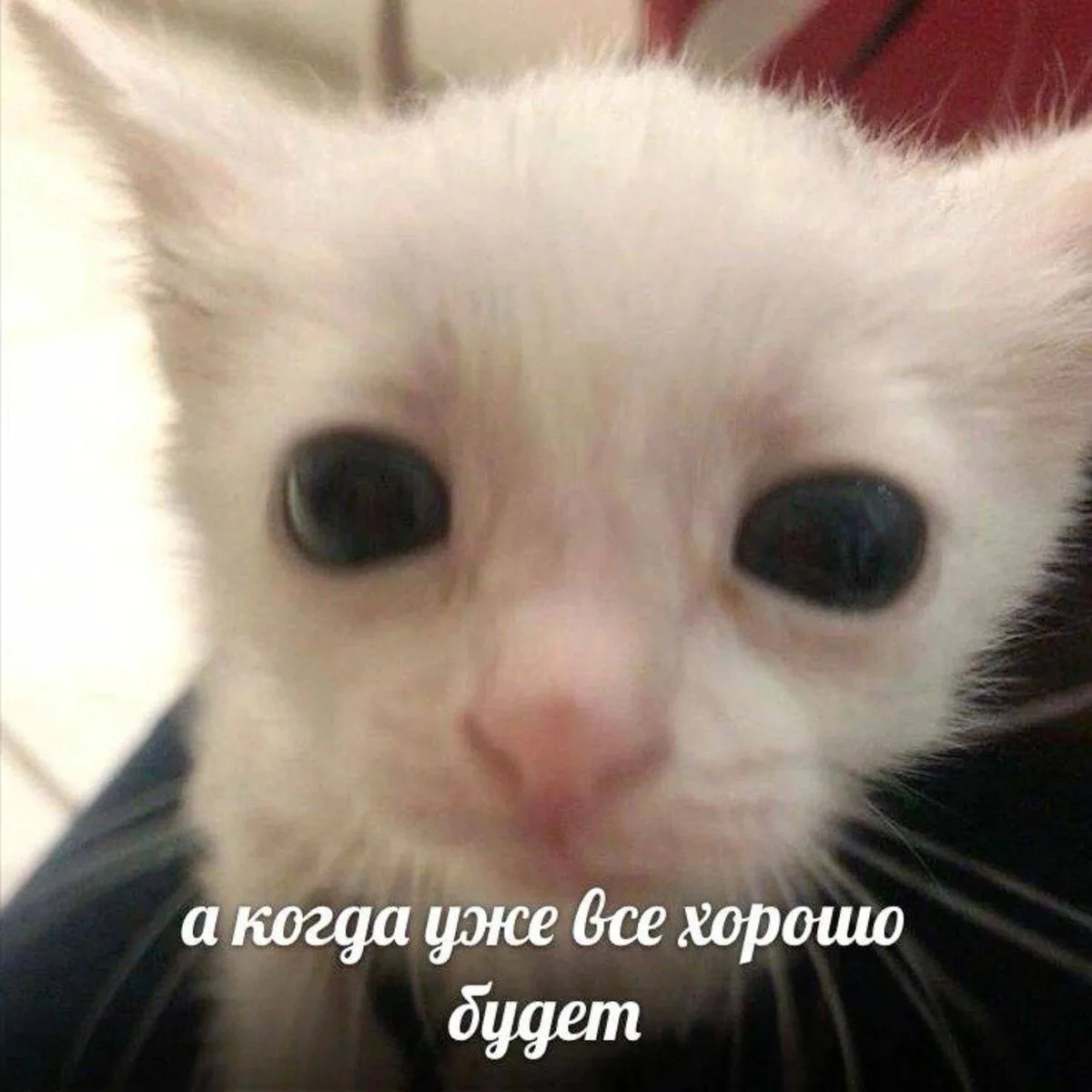 ИЗМЕНЕНИЯ В ШКОЛАХ С 1 СЕНТЯБРЯ 2026 🐶