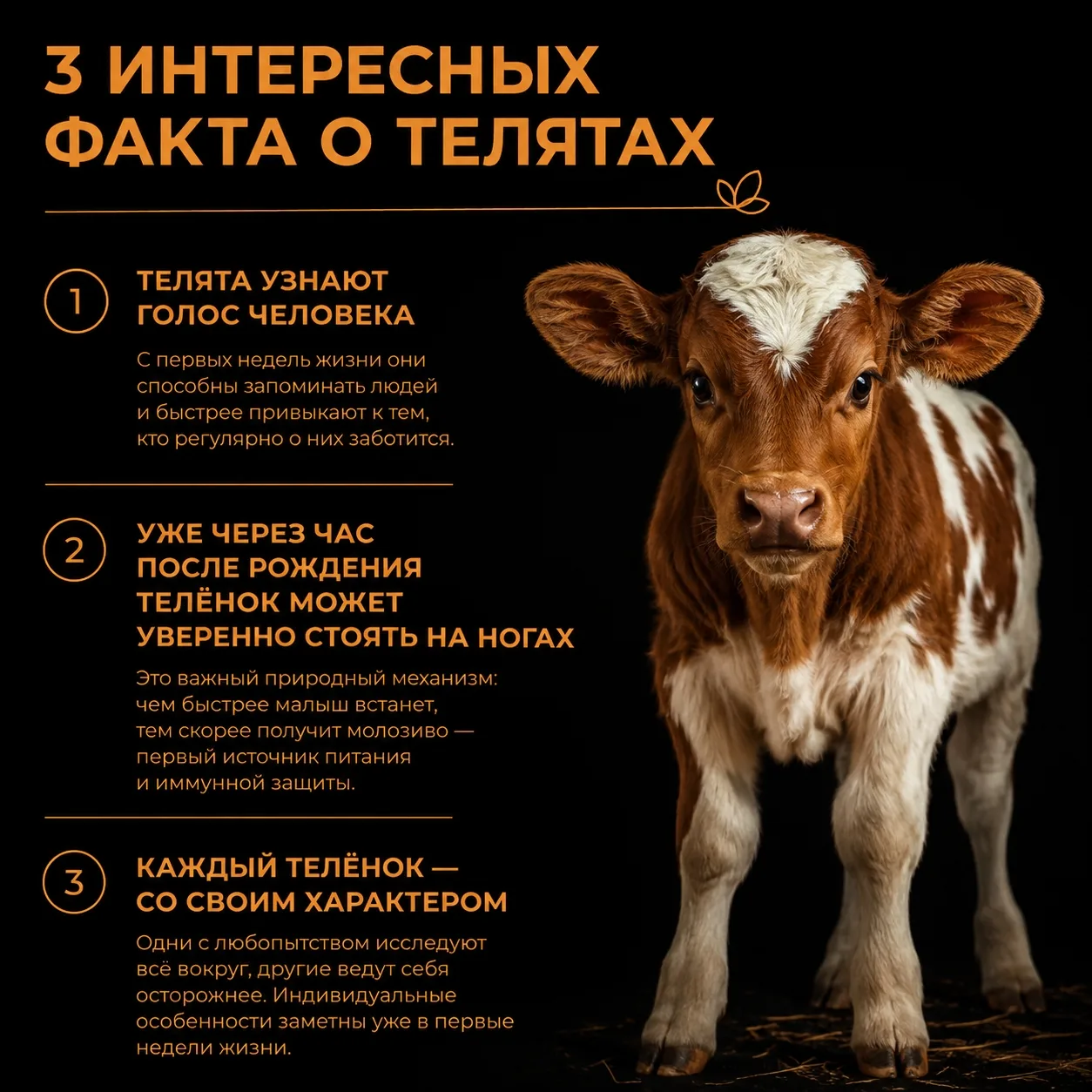 🐄 3 интересных факта о телятах