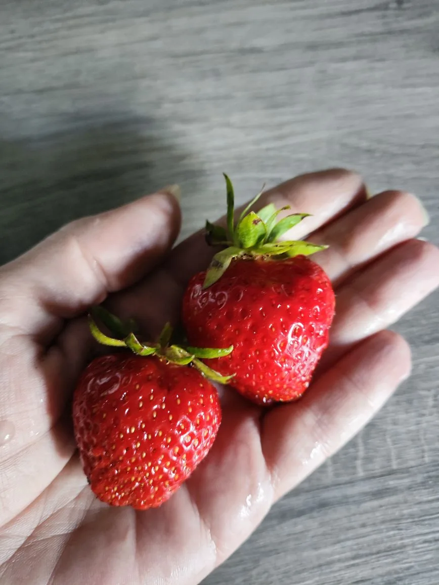 🍓🍓🍓 break time