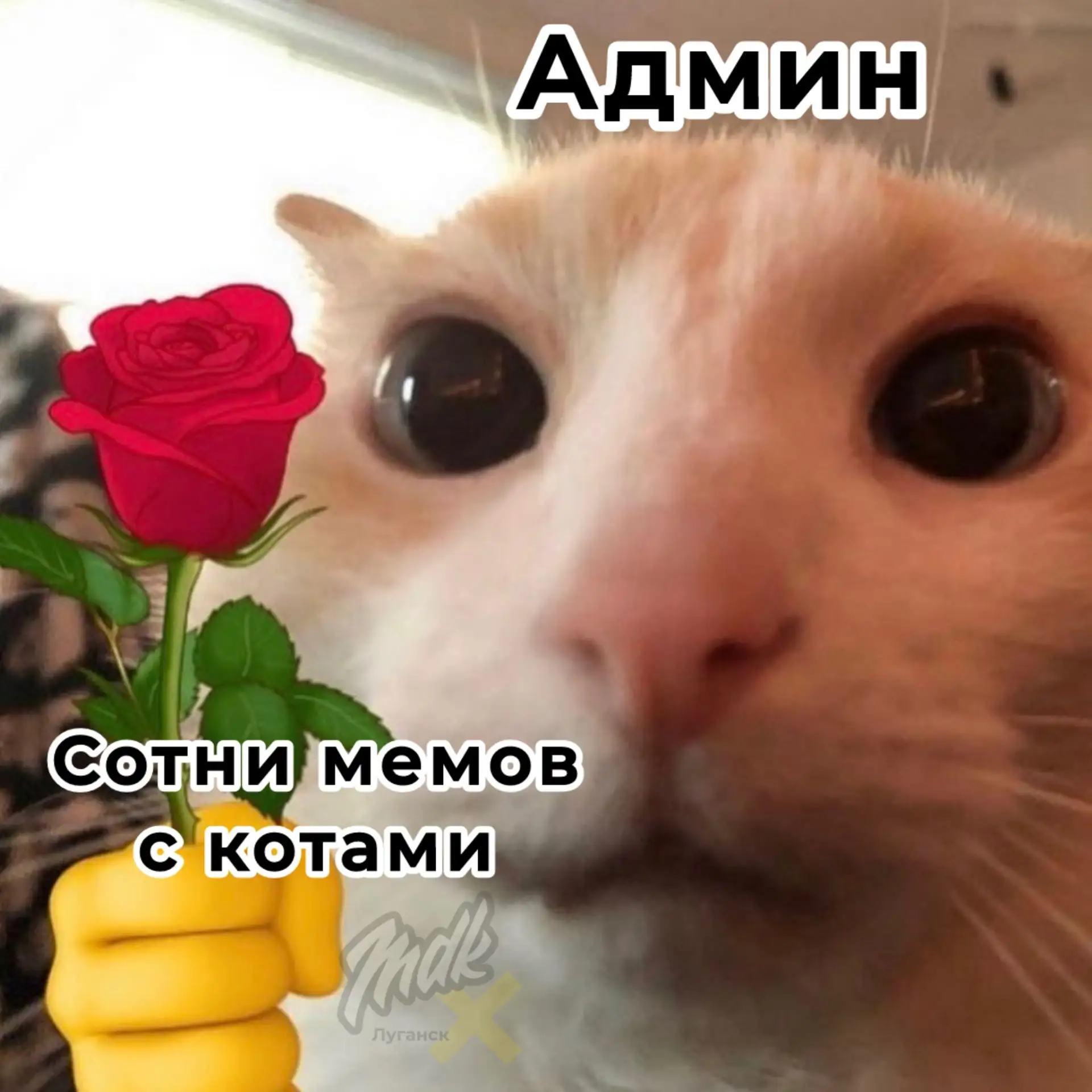 😻 Коты официально метят в лучшие друзья человека