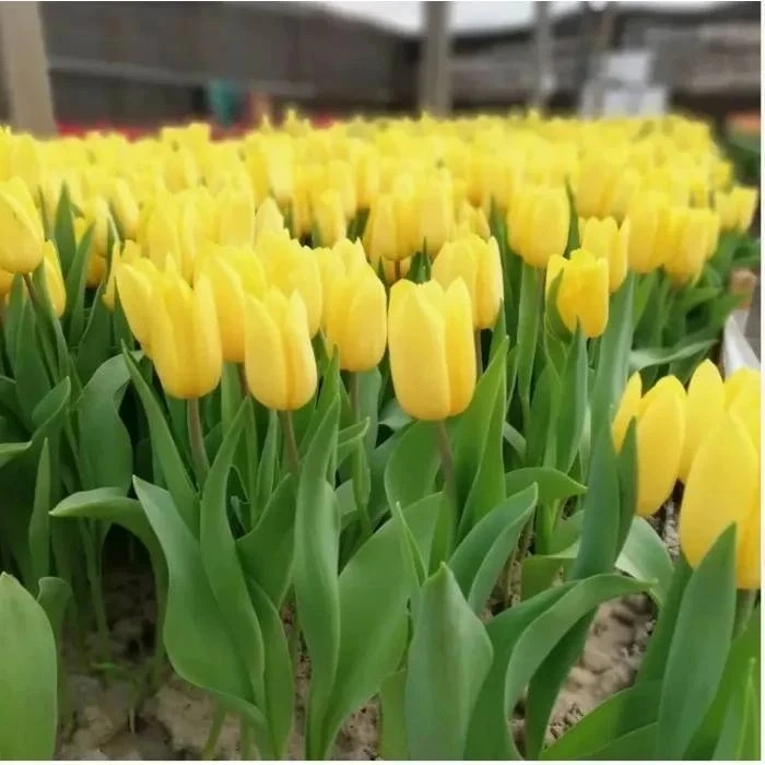 Топ-5 самых стойких сортов тюльпанов с минимальным количеством брака 🌷(1-я часть)