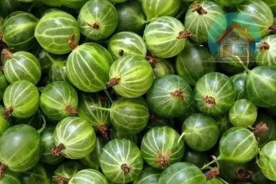Уход за крыжовником, важно знать☝