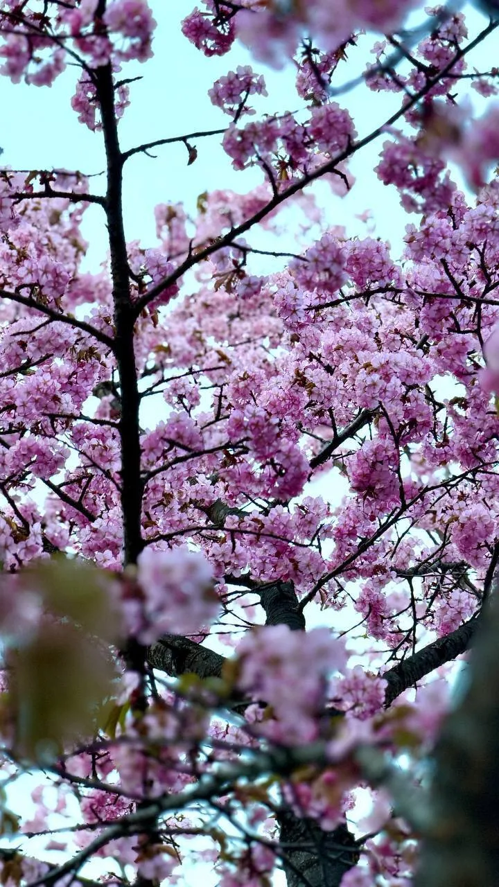 🌸 Нежные цветы сакуры в Японском саду делают это место одним из самых атмосферных в городе.